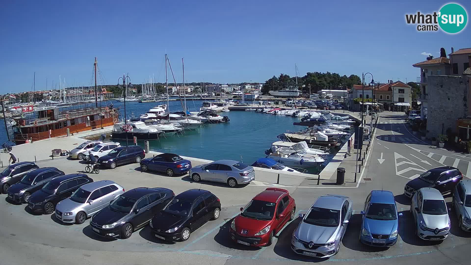 Novigrad | Porporela marina