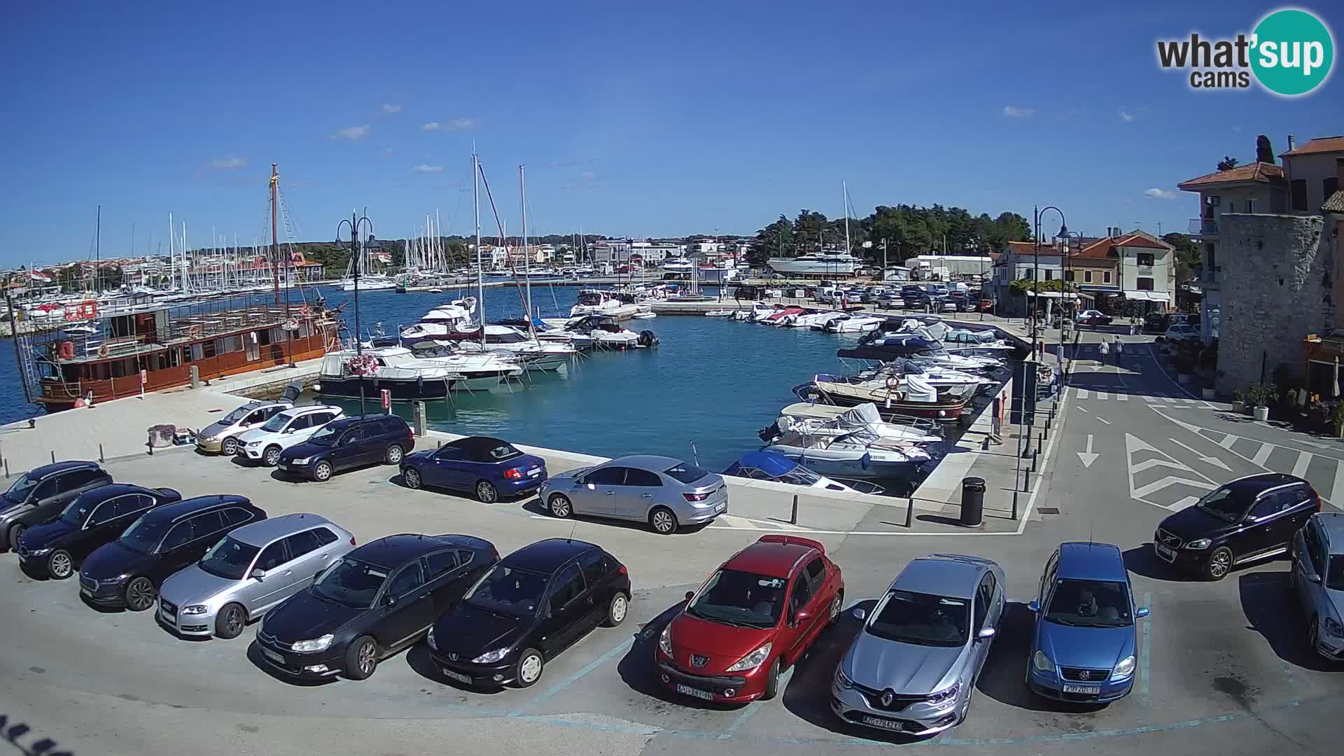 Novigrad | Porporela marina