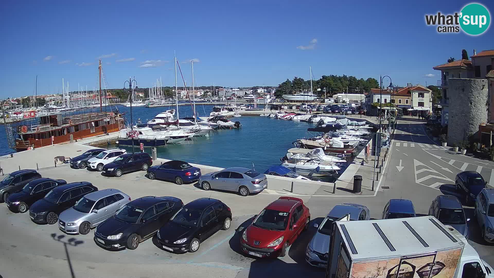 Novigrad | Porporela marina