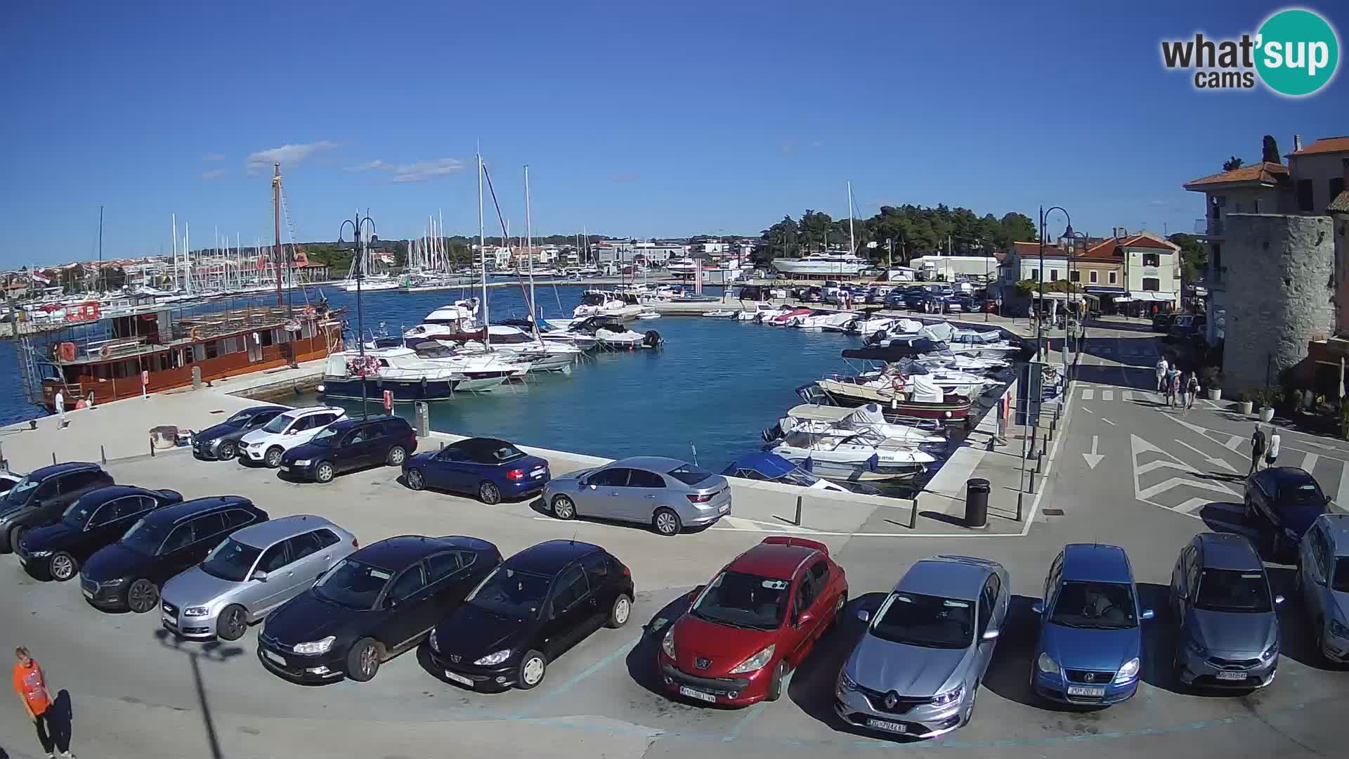 Novigrad | Porporela marina