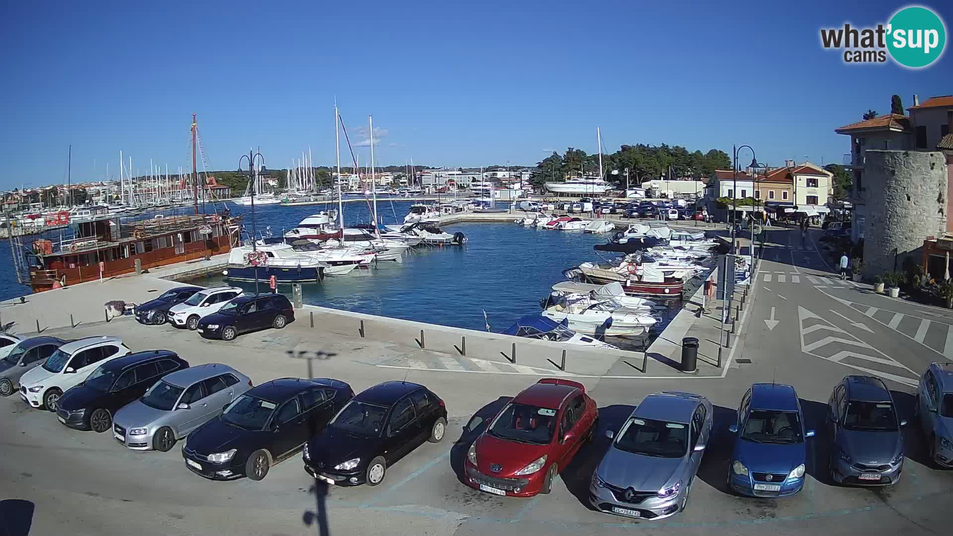 Novigrad | Porporela marina