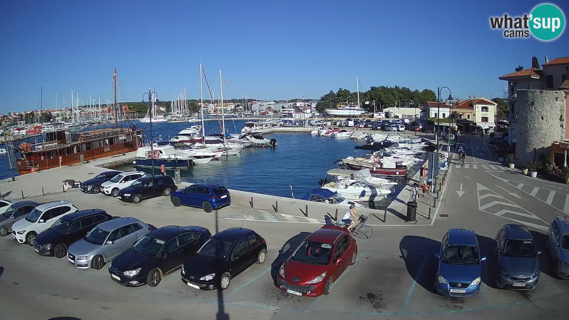 Novigrad | Porporela marina