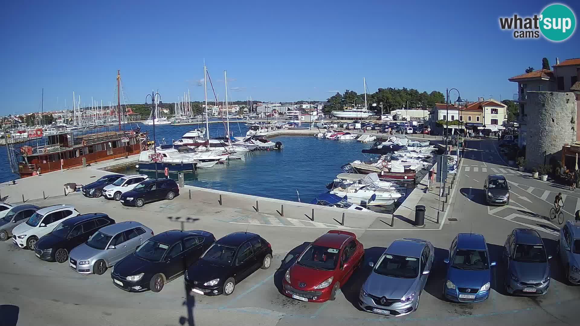 Novigrad | Porporela marina