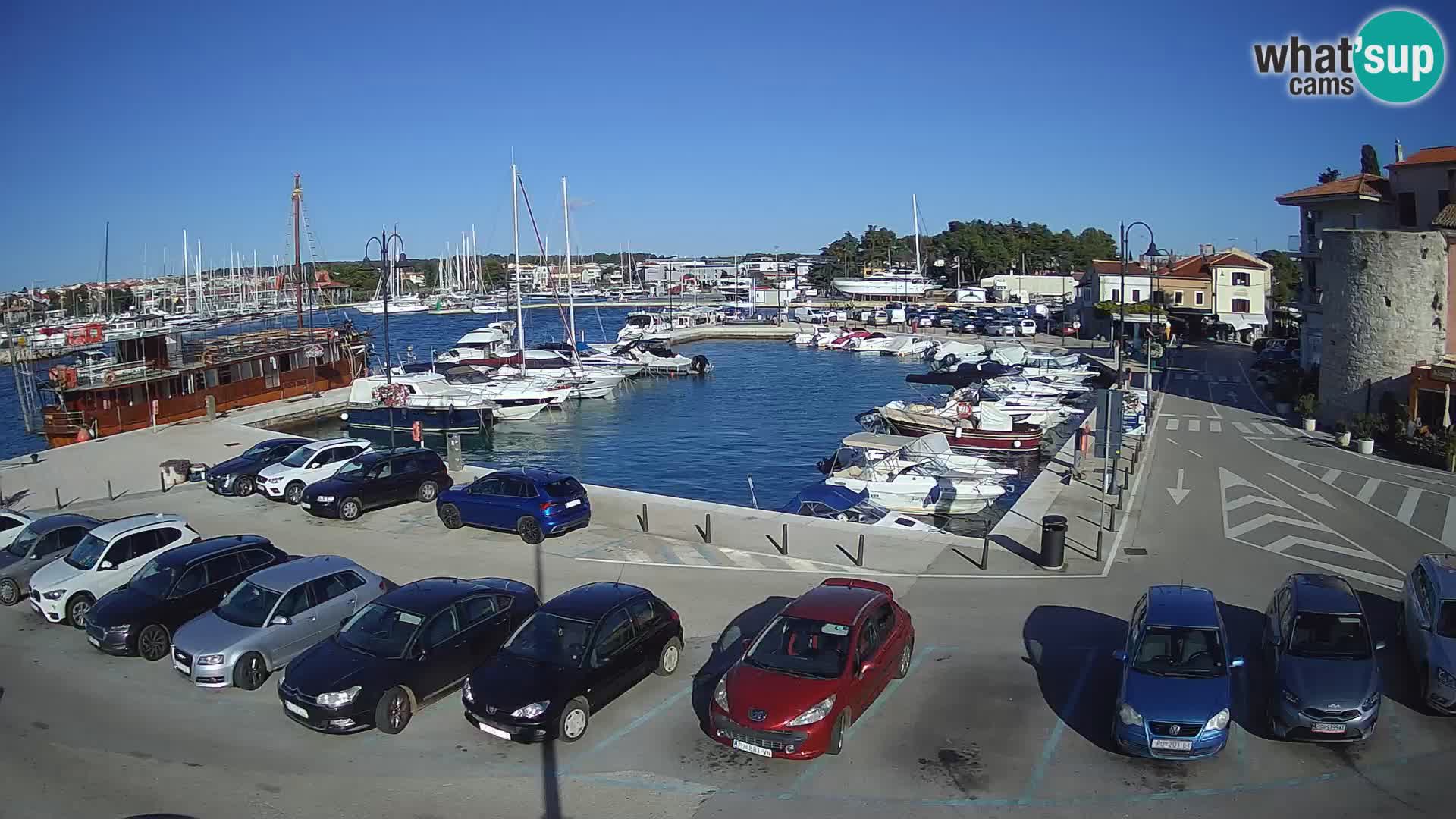 Novigrad | Porporela marina