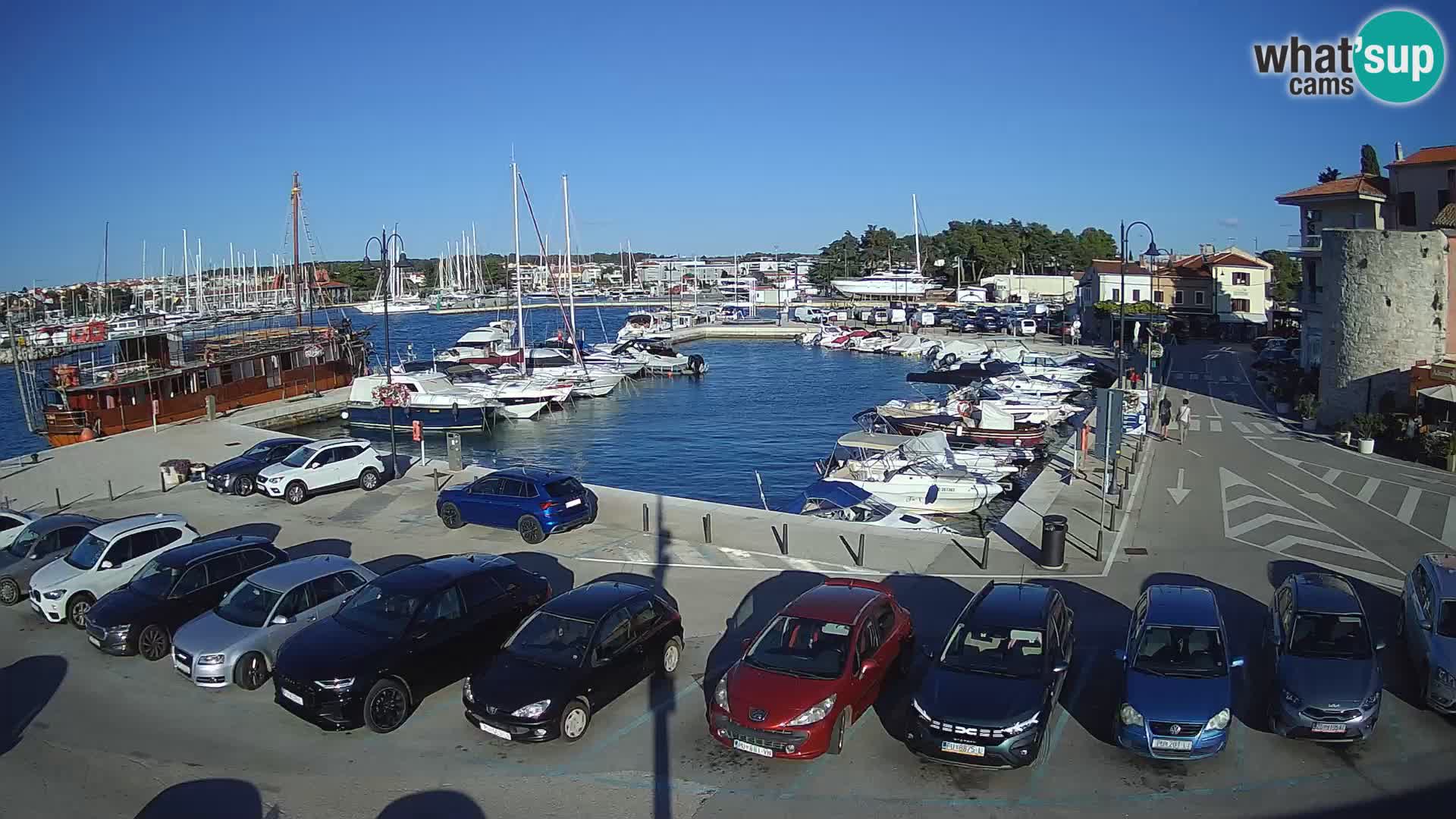 Novigrad | Porporela marina