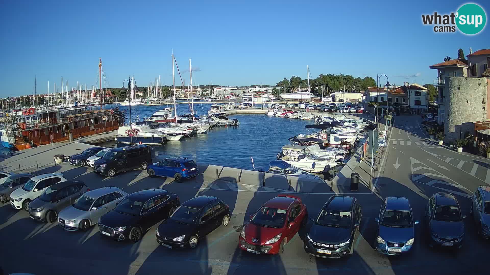 Novigrad | Porporela marina