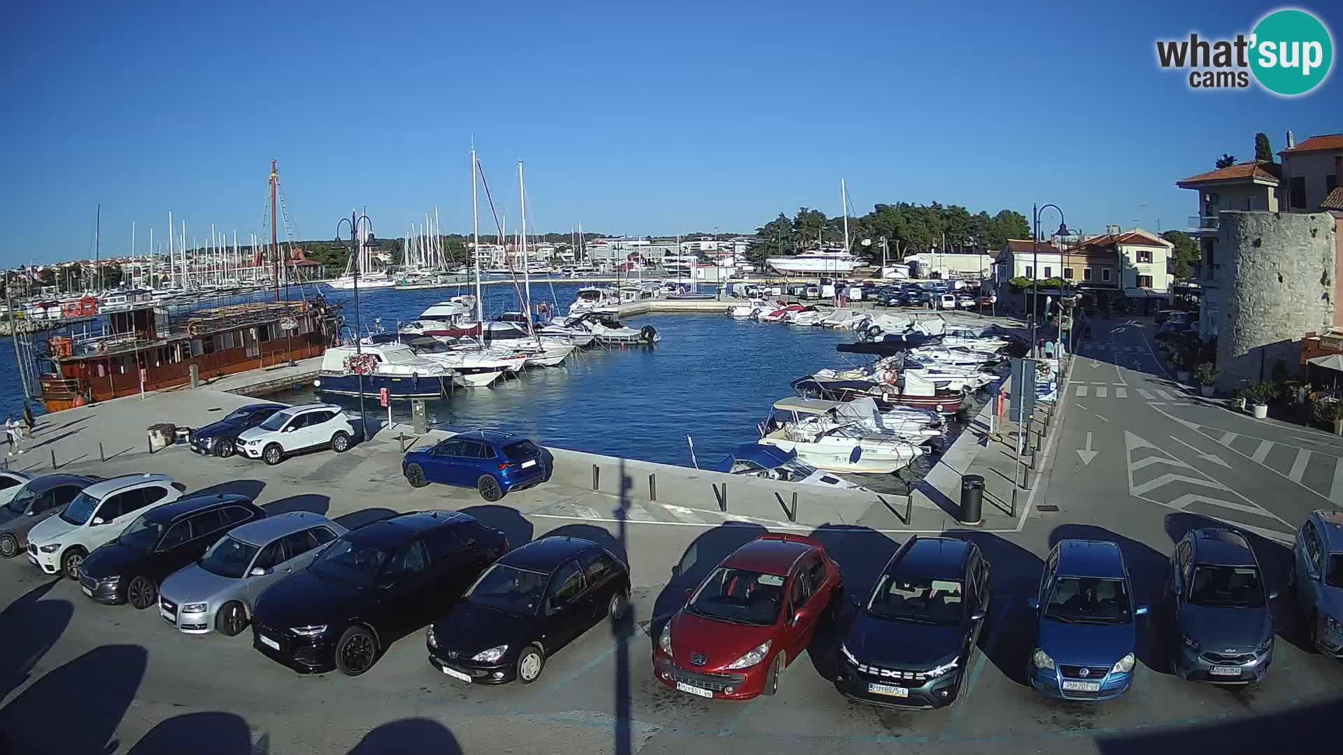 Novigrad | Porporela marina