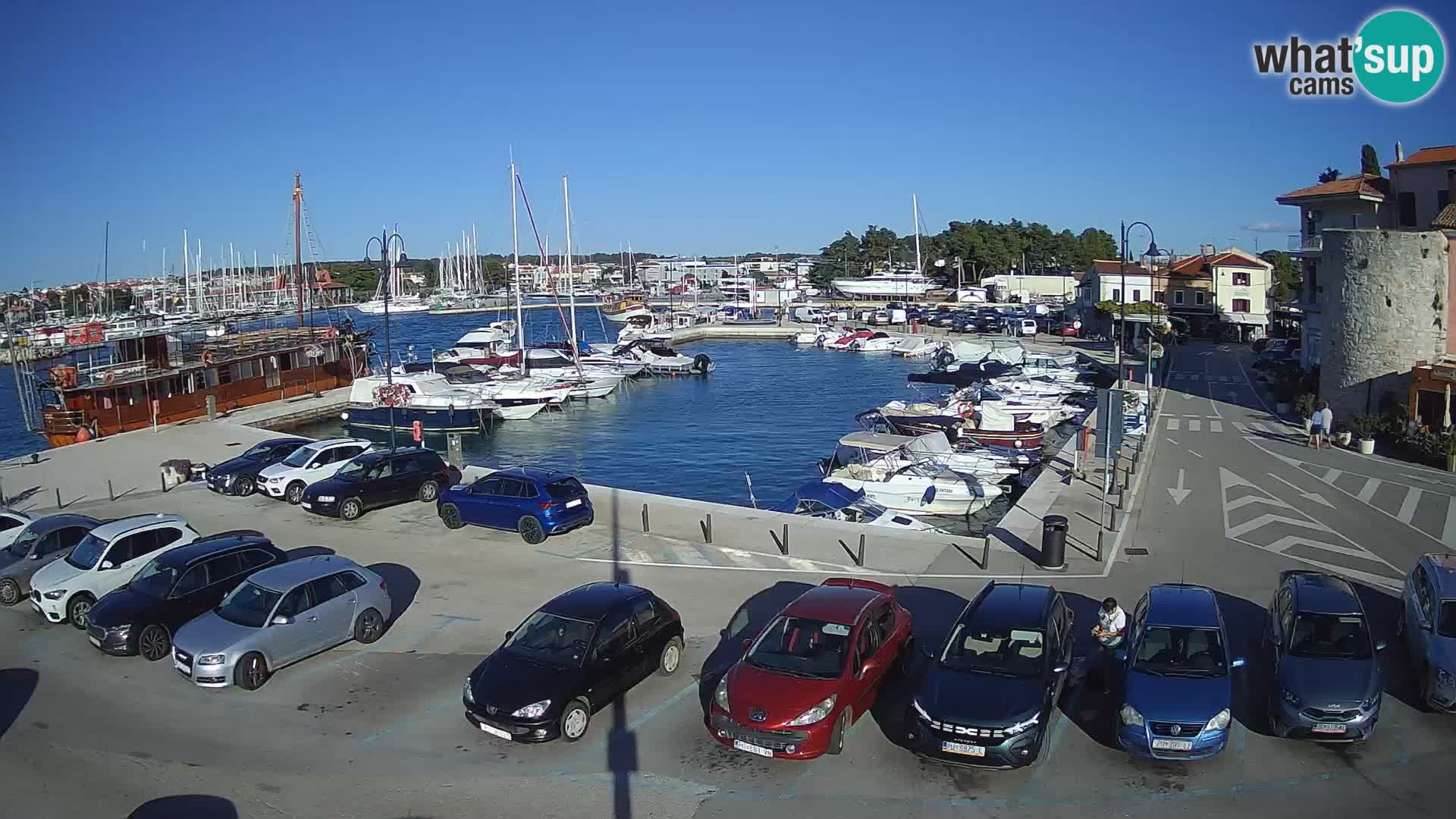 Novigrad | Porporela marina