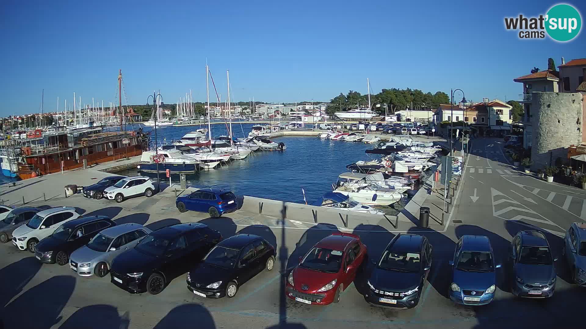 Novigrad | Porporela marina