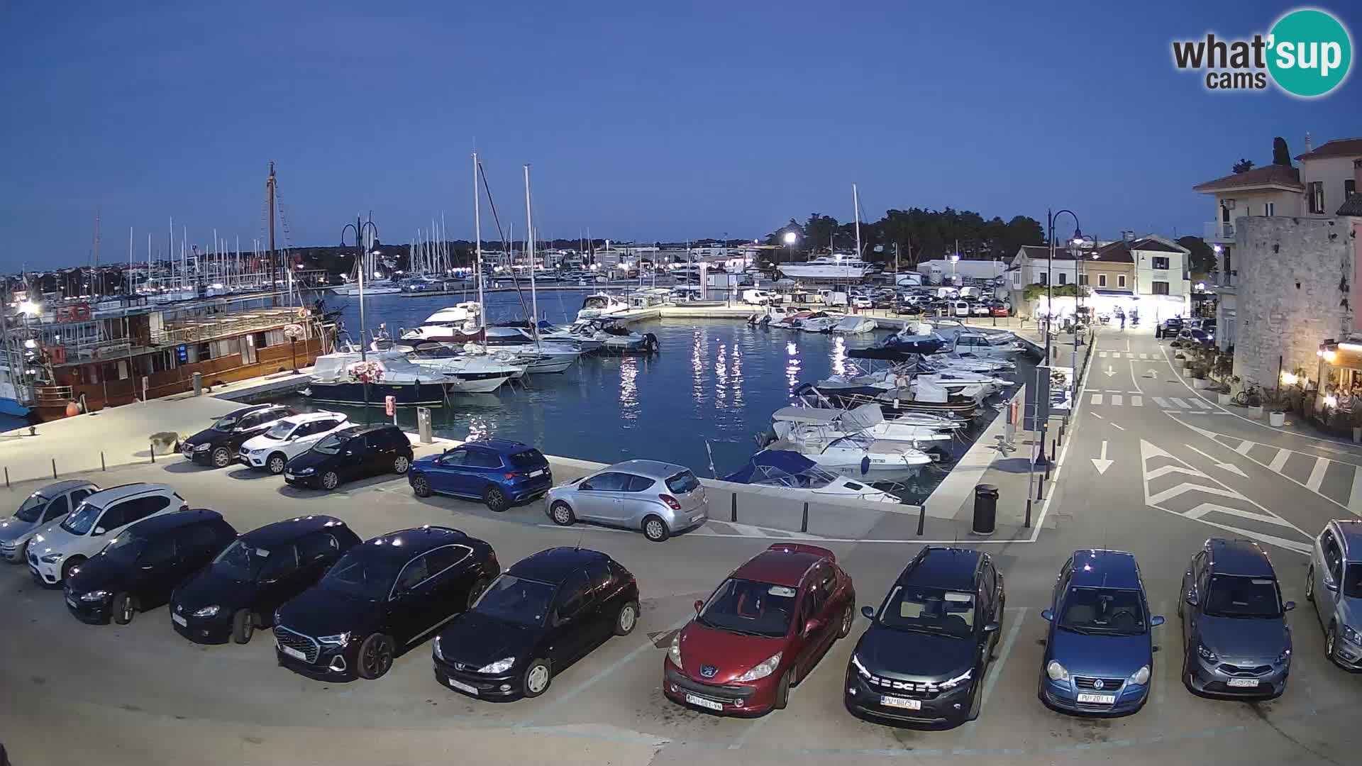 Novigrad | Porporela marina