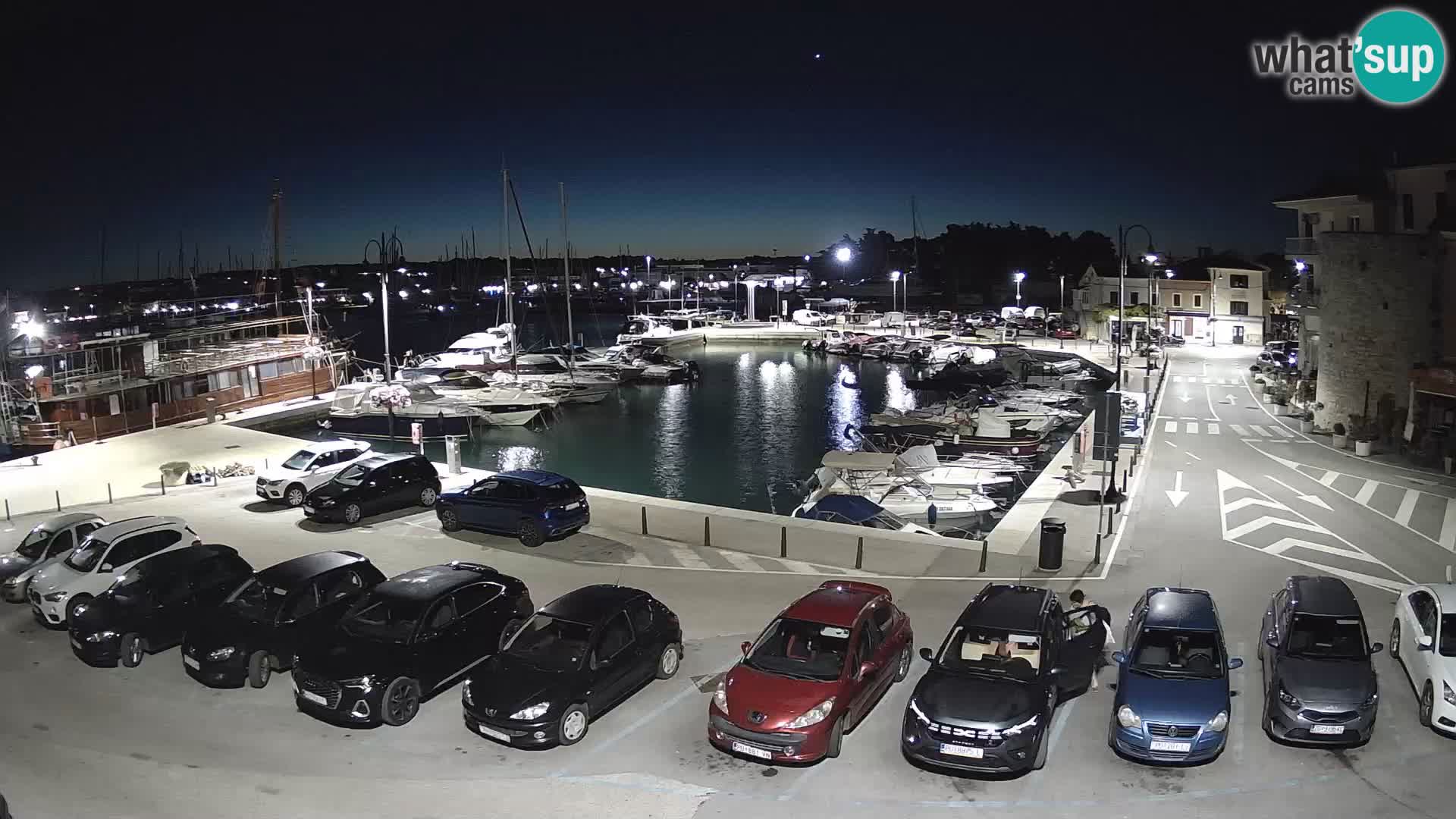 Novigrad | Porporela marina