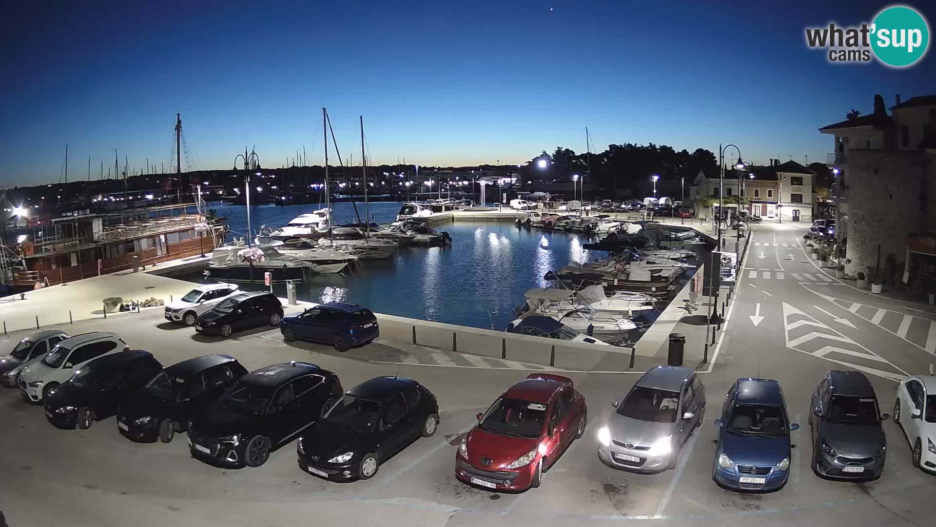 Novigrad | Porporela marina