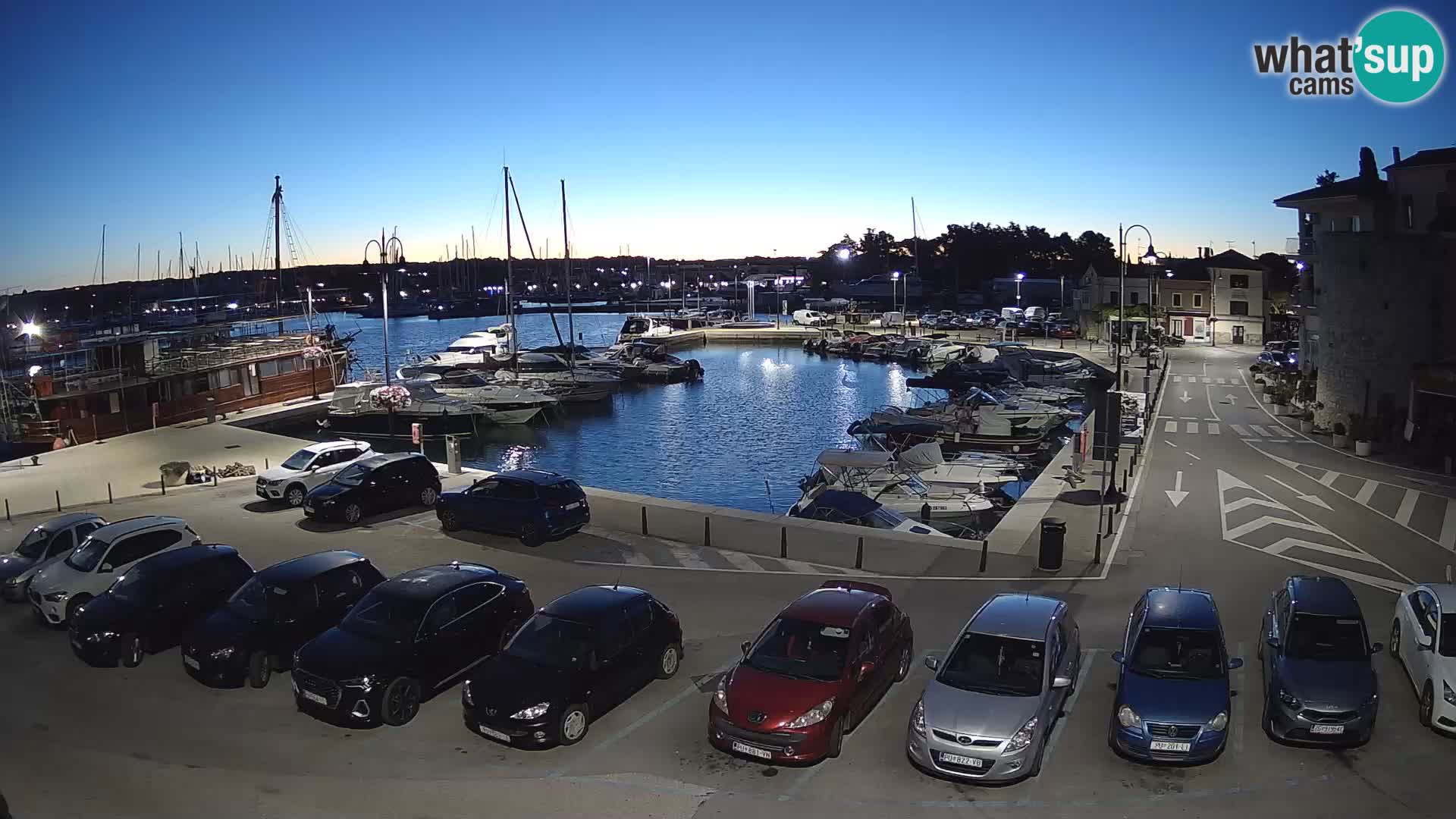 Novigrad | Porporela marina