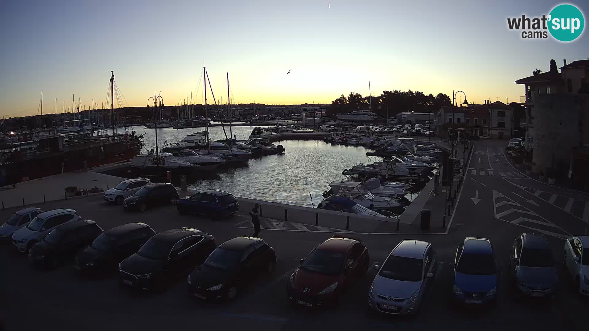 Novigrad | Porporela marina