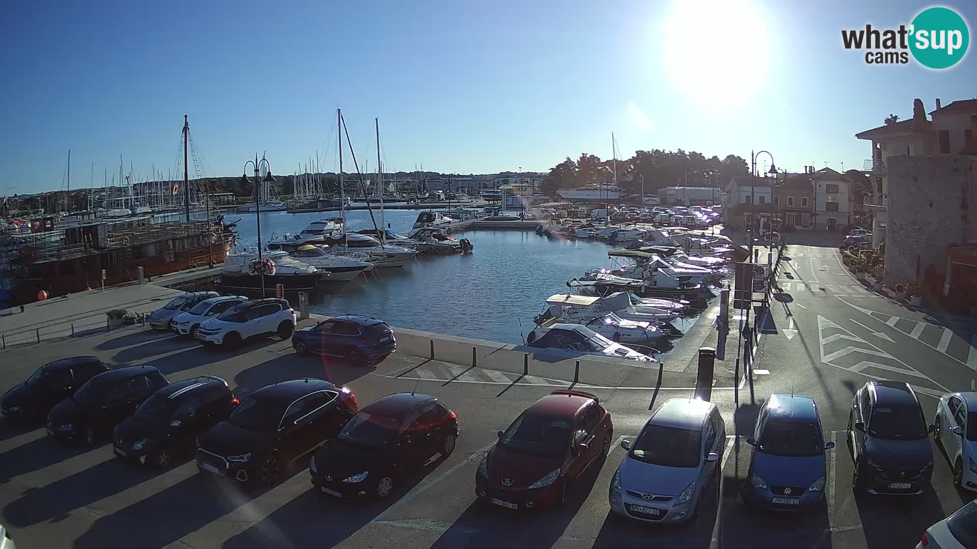 Novigrad | Porporela marina