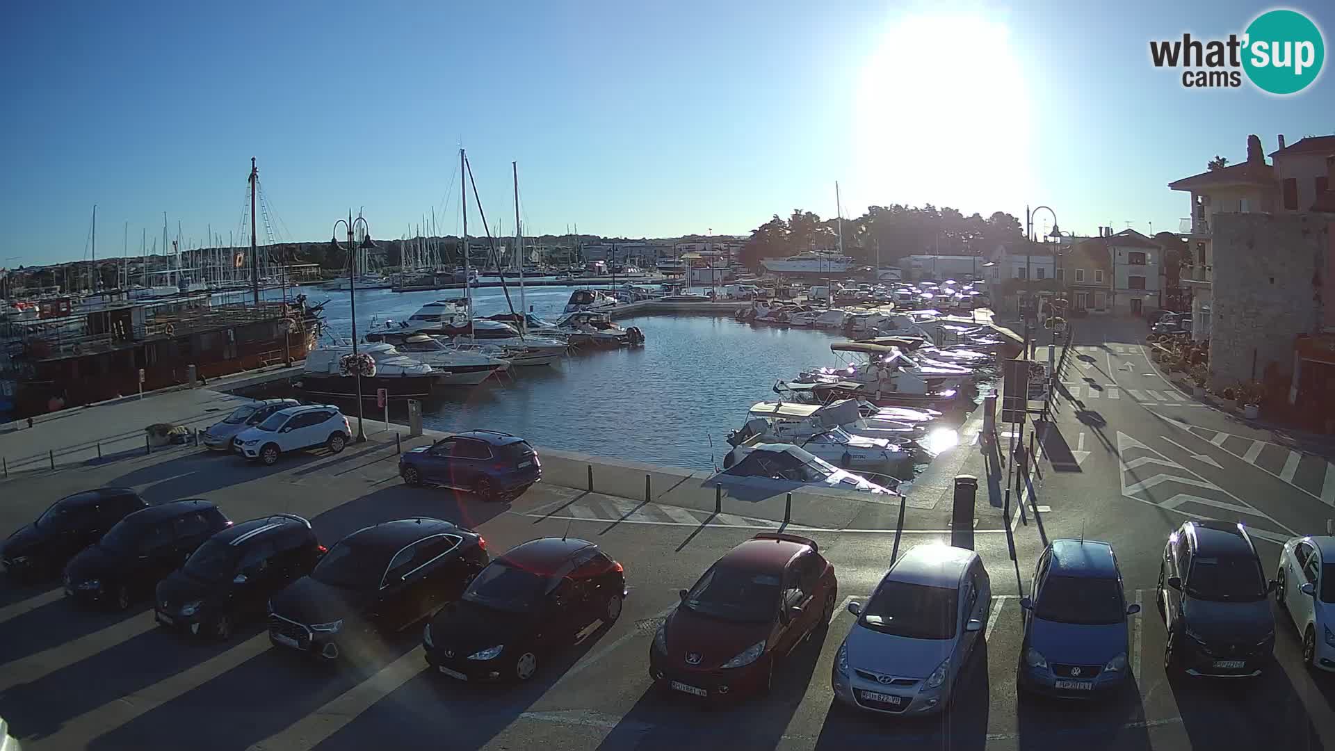 Novigrad | Porporela marina