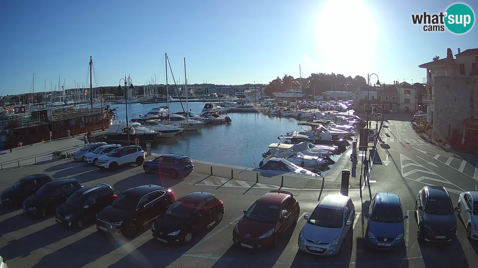 Novigrad | Porporela marina