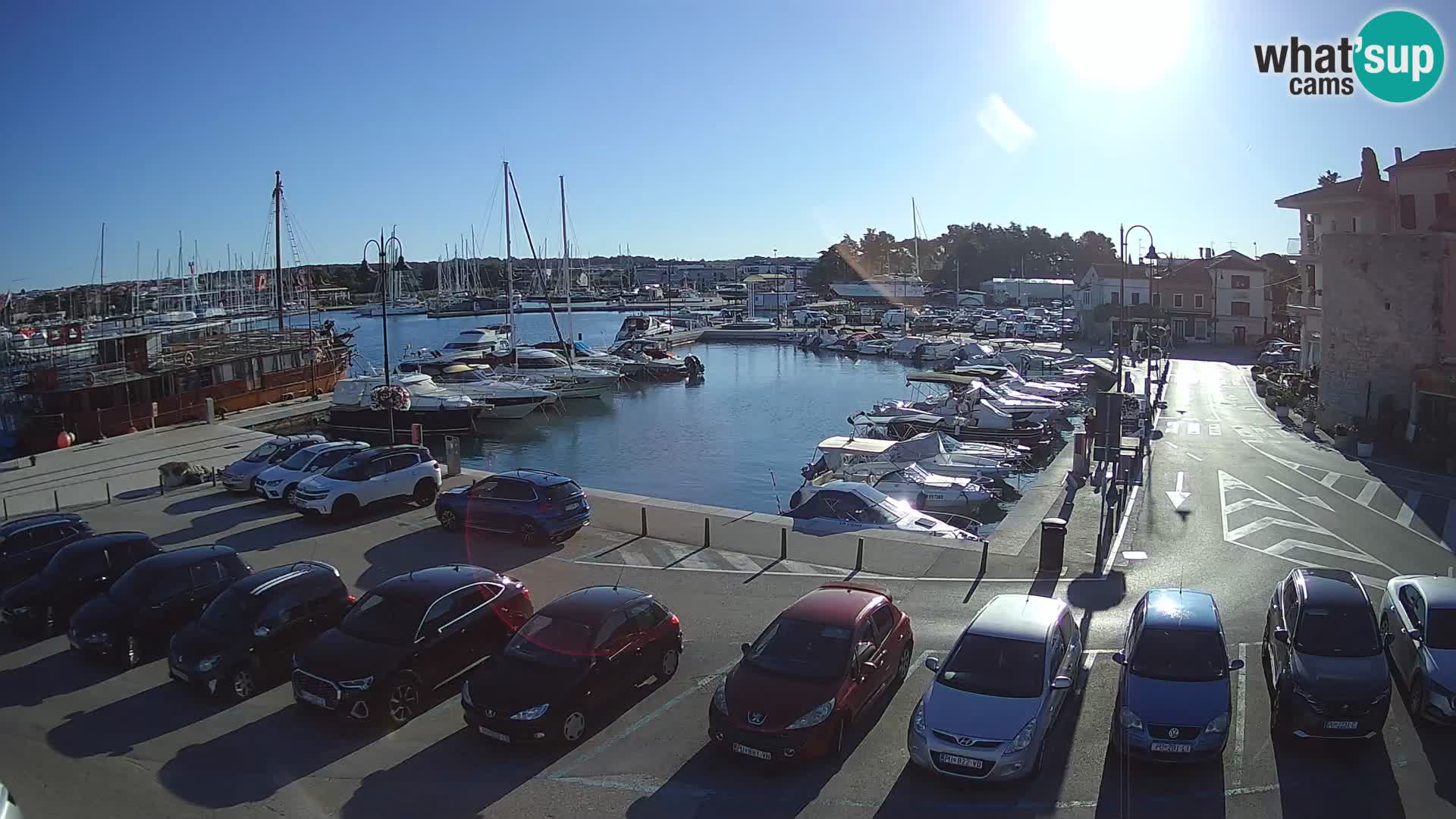 Novigrad | Porporela marina