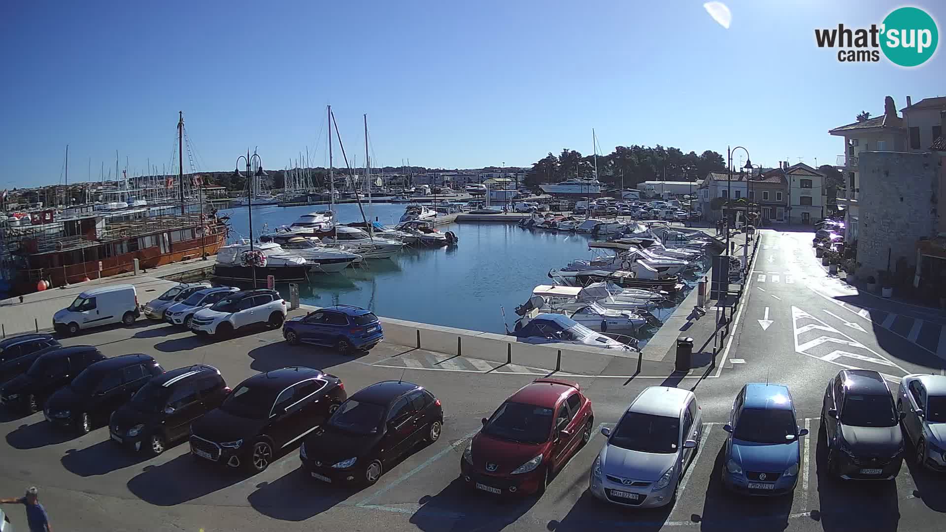 Novigrad | Porporela marina
