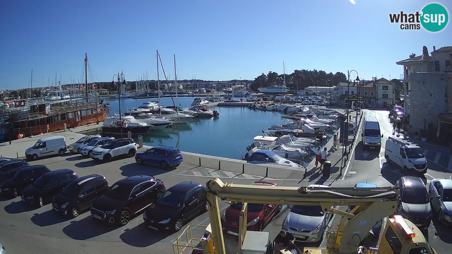 Novigrad | Porporela marina