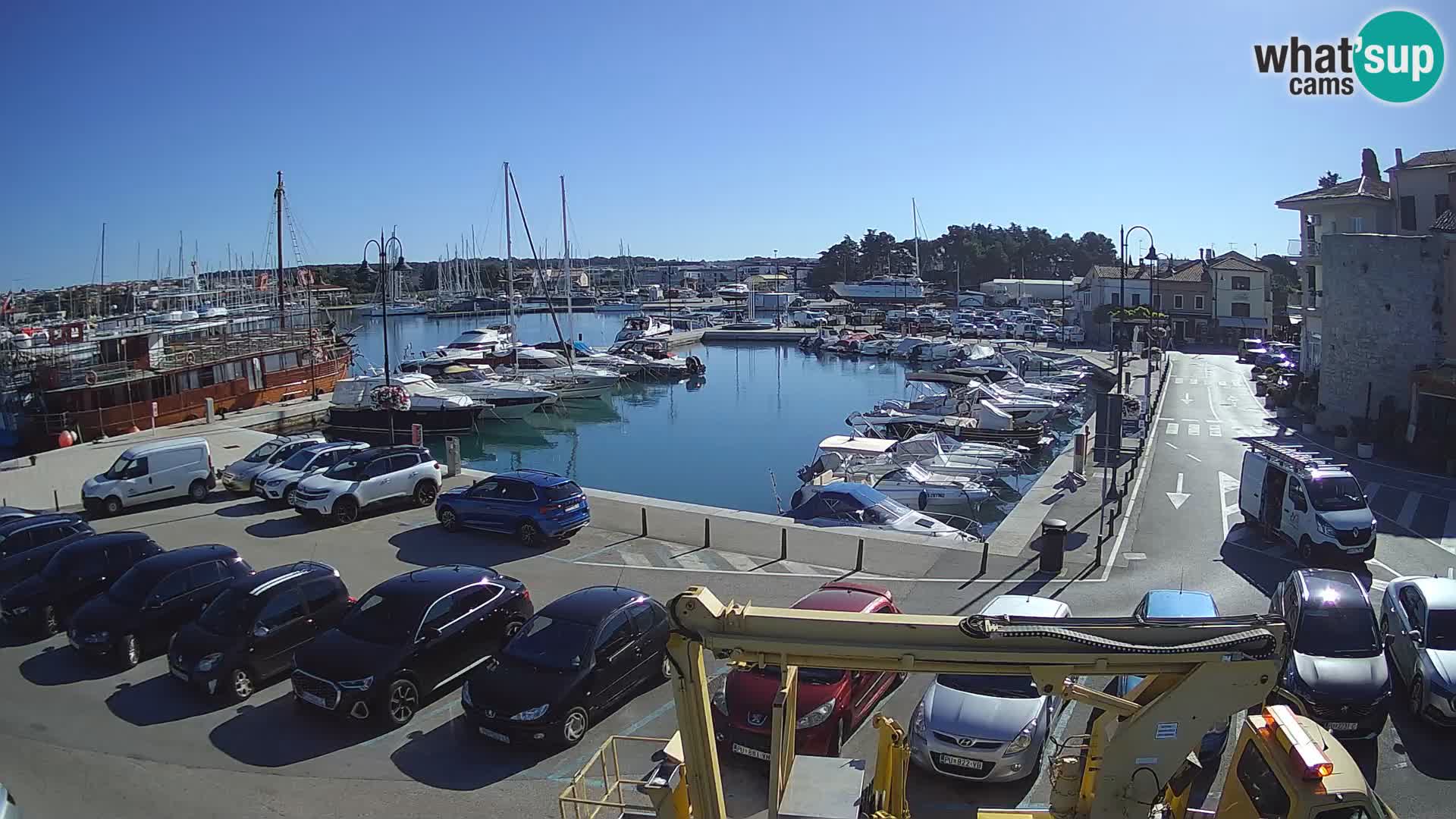 Novigrad | Porporela marina