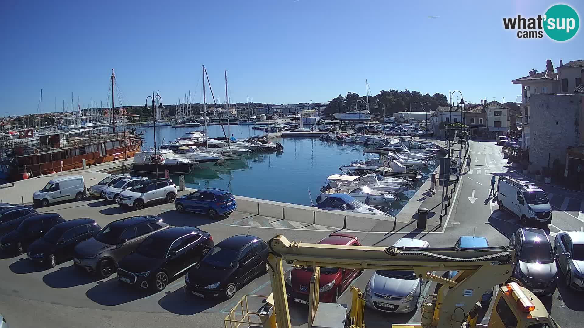 Novigrad | Porporela marina