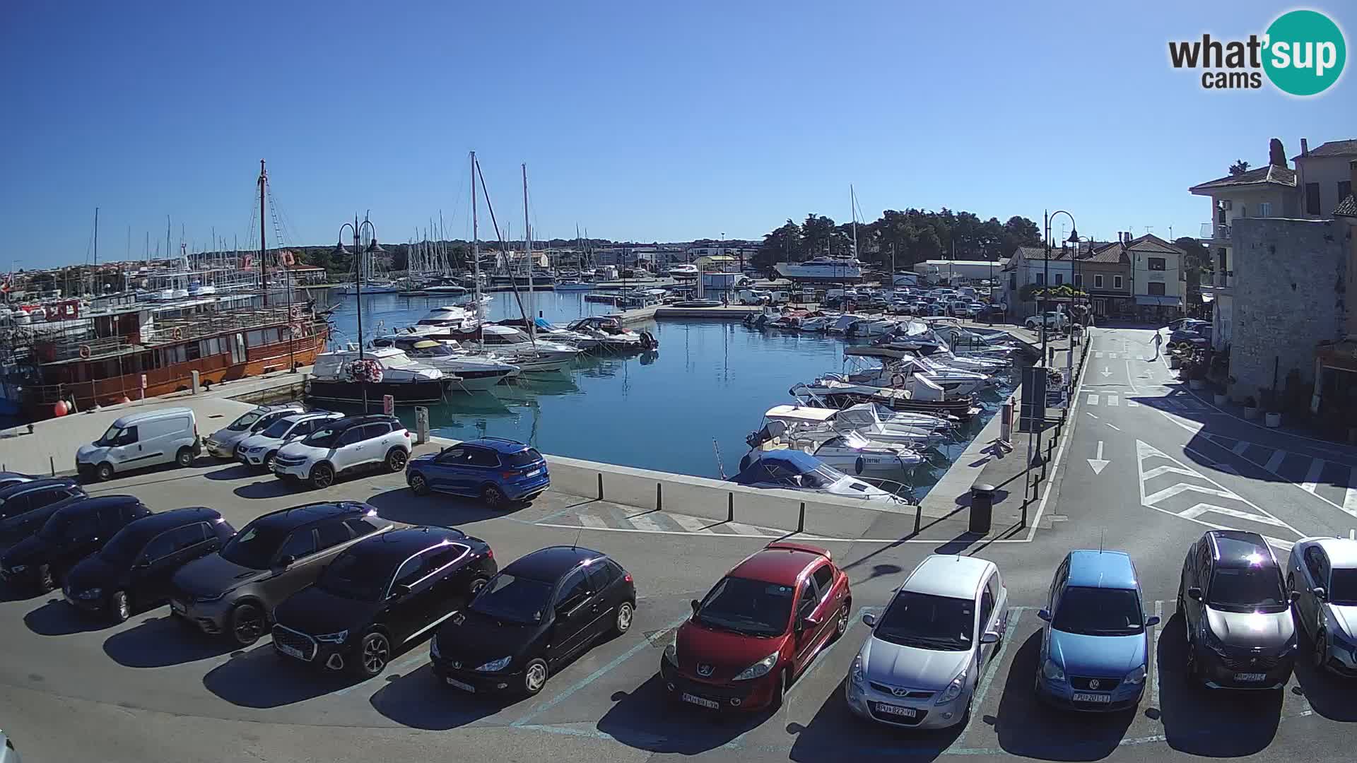 Novigrad | Porporela marina