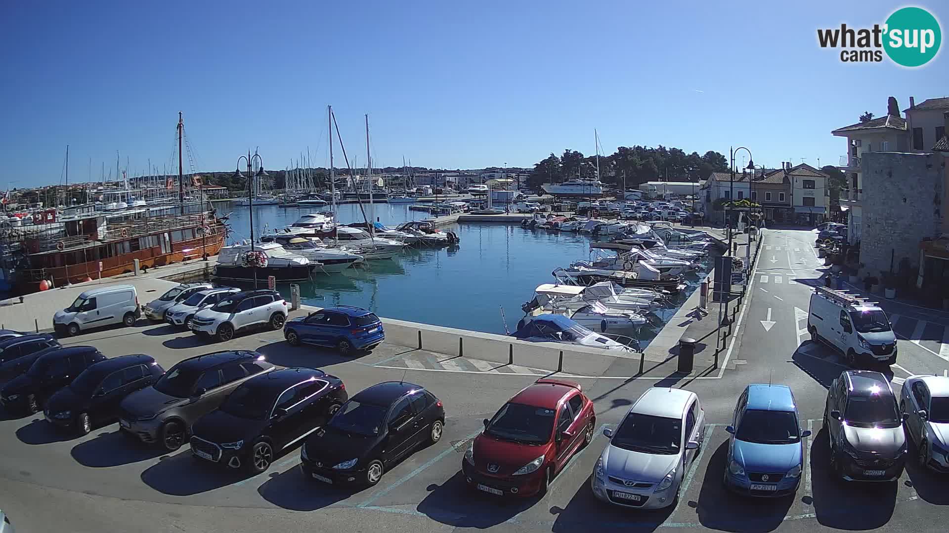 Novigrad | Porporela marina
