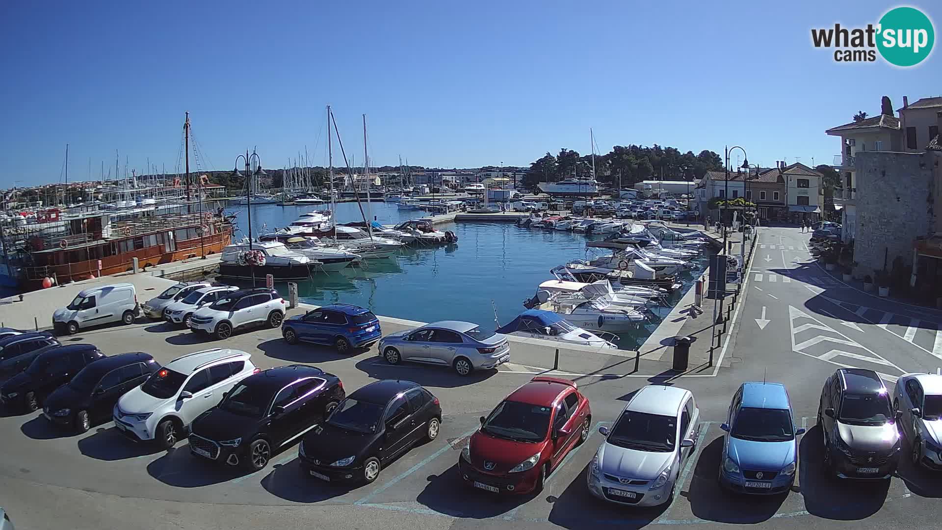 Novigrad | Porporela marina