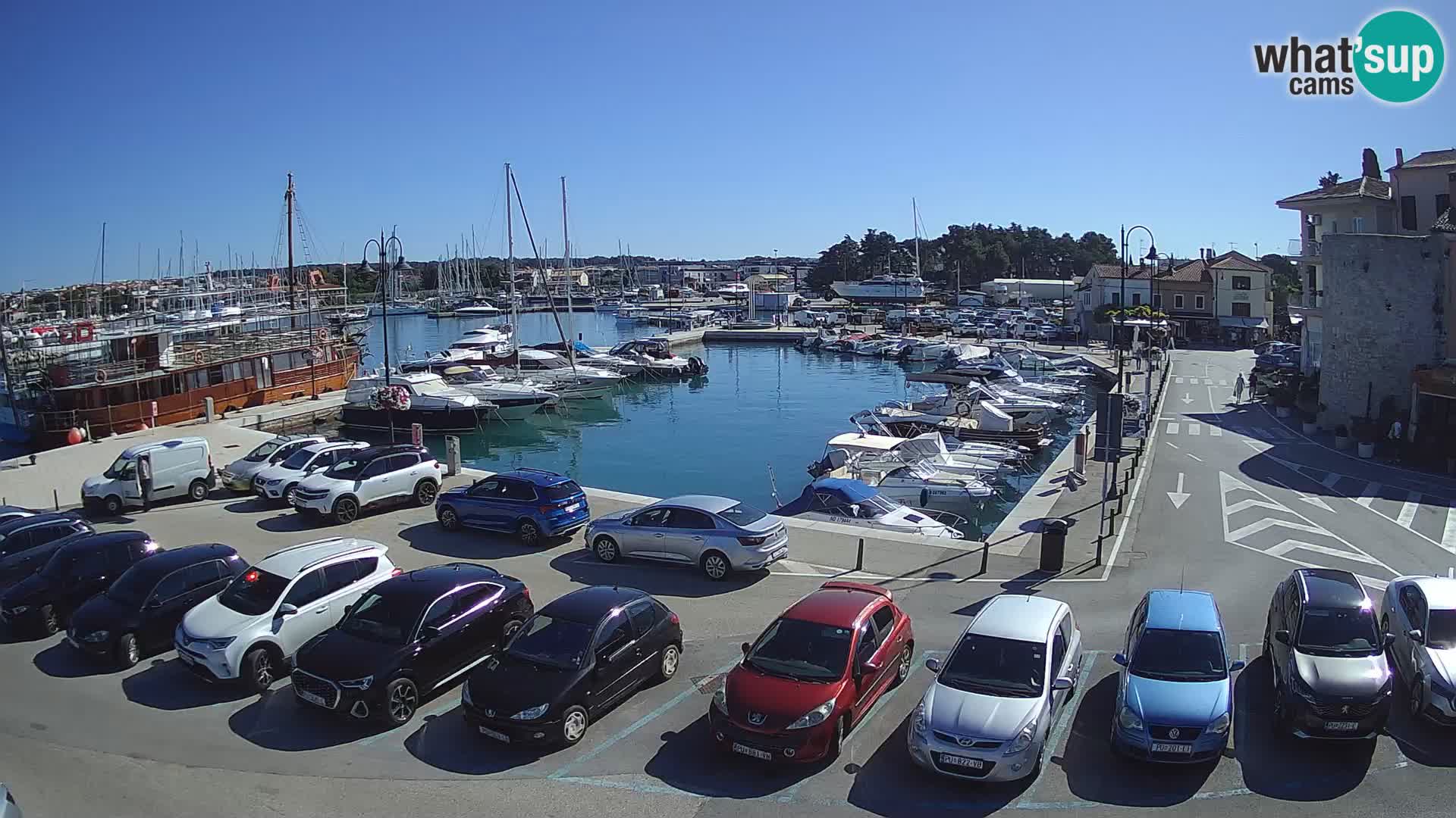 Novigrad | Porporela marina