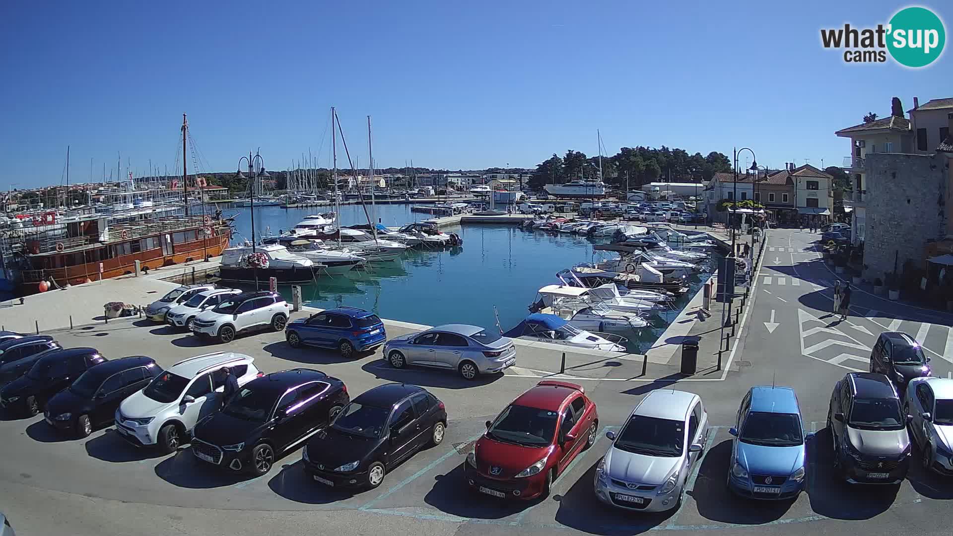 Novigrad | Porporela marina