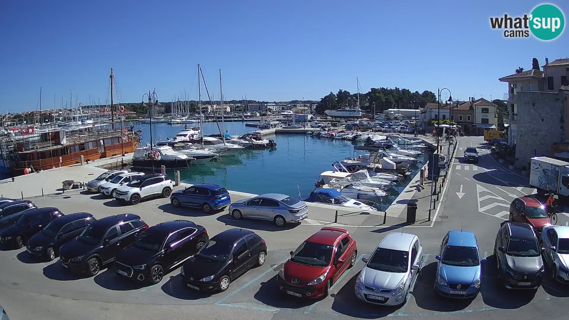 Novigrad | Porporela marina