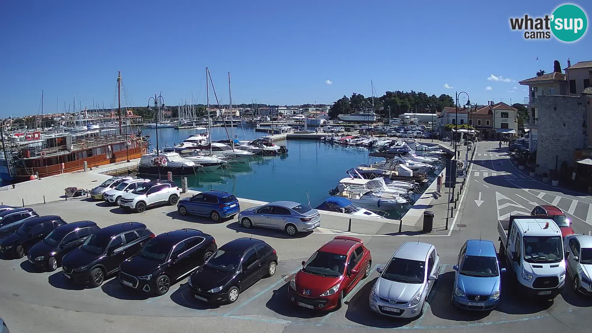 Novigrad | Porporela marina