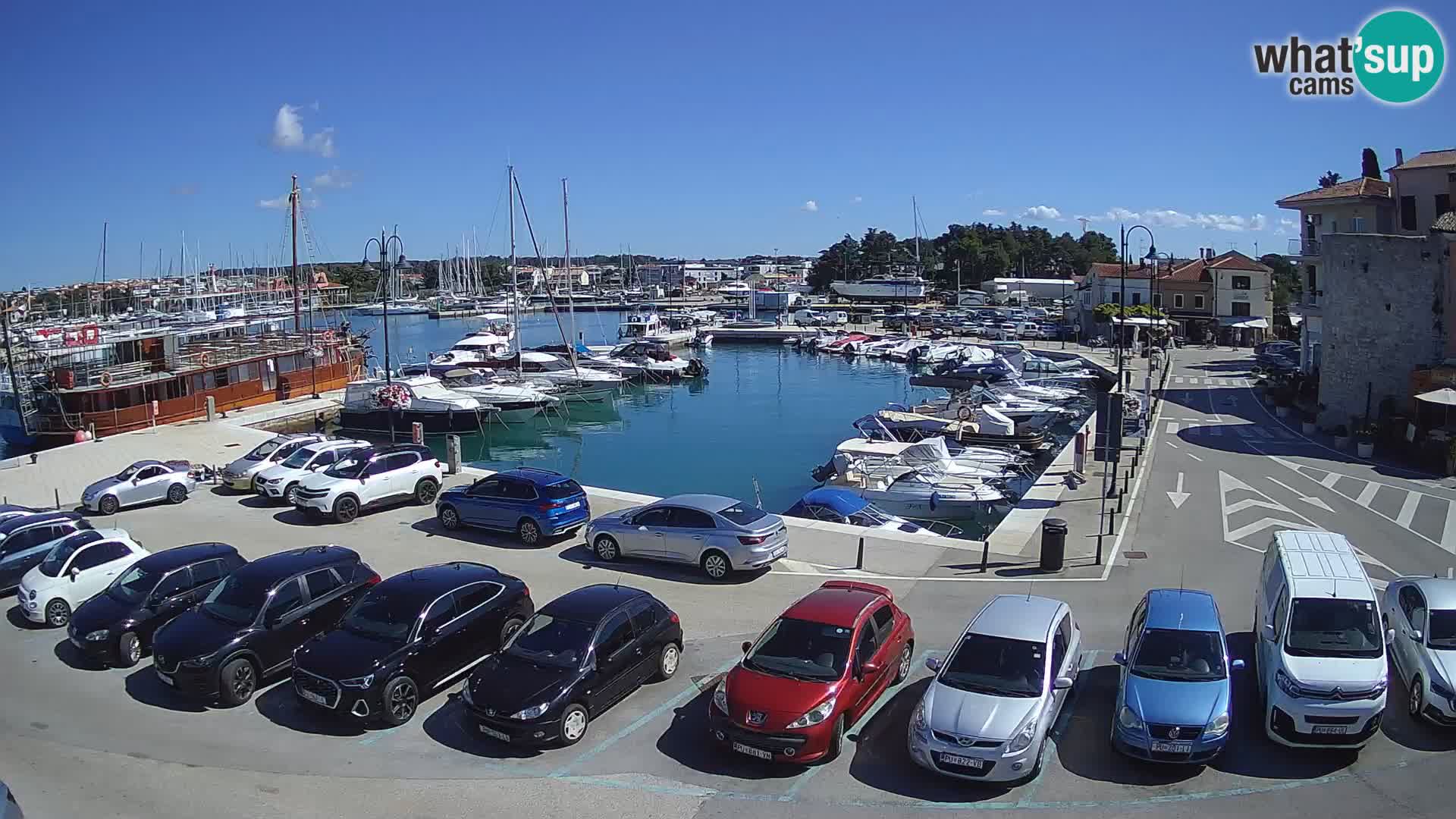Novigrad | Porporela marina