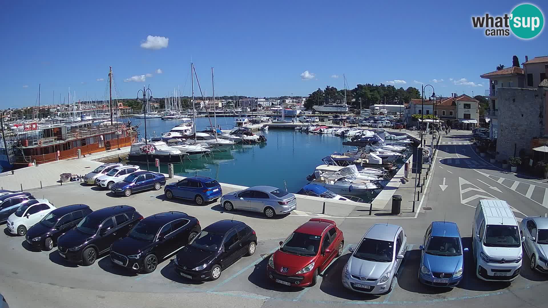 Novigrad | Porporela marina