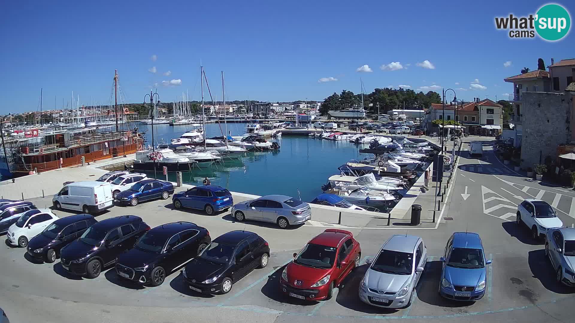 Novigrad | Porporela marina