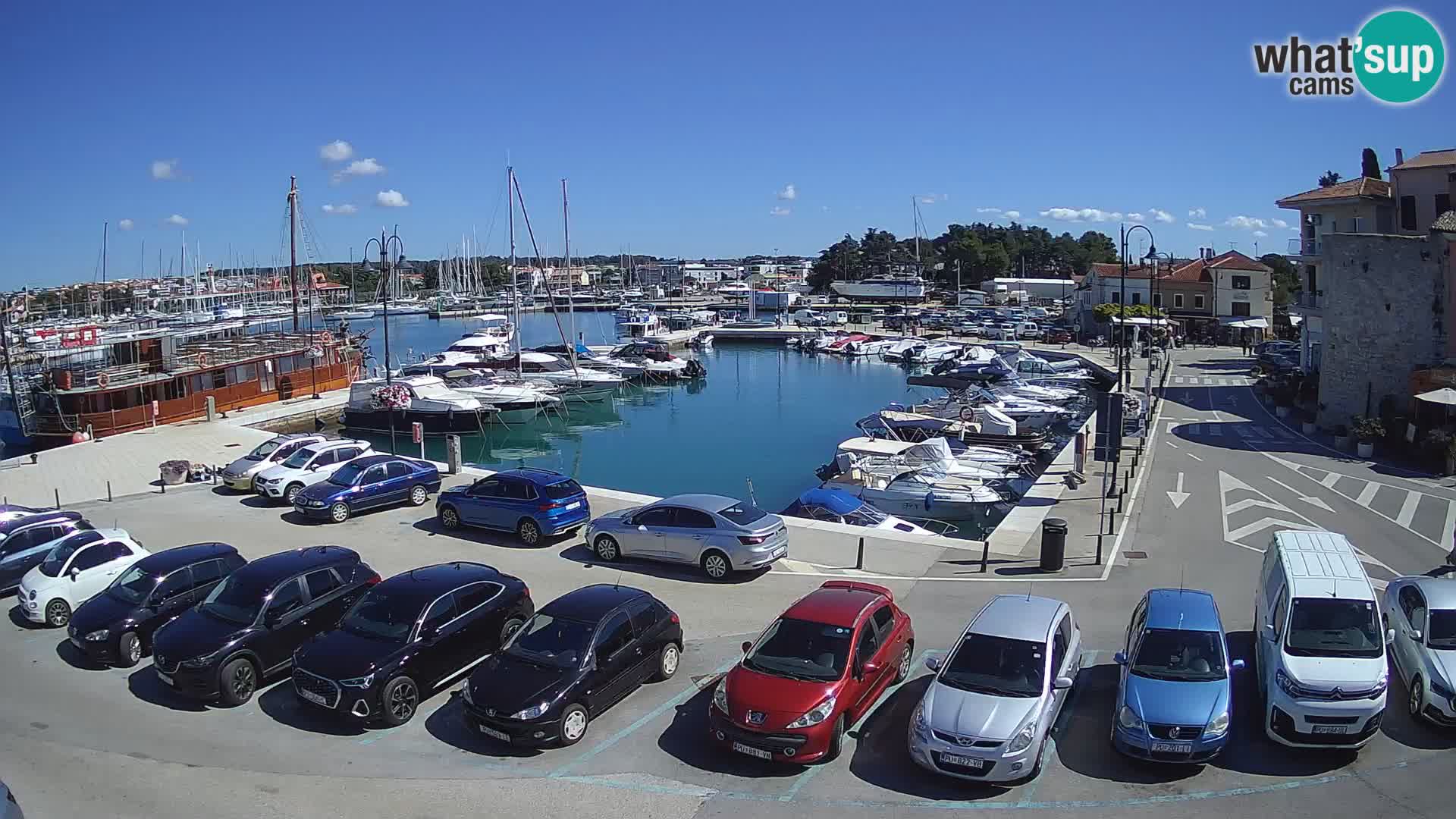 Novigrad | Porporela marina