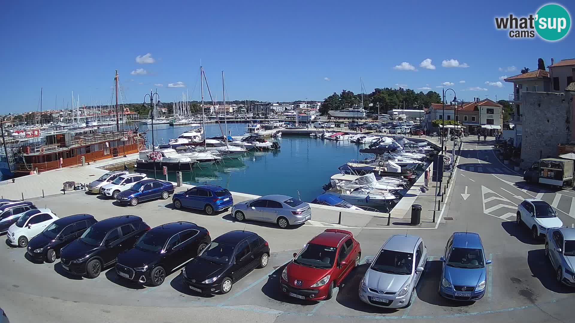 Novigrad | Porporela marina
