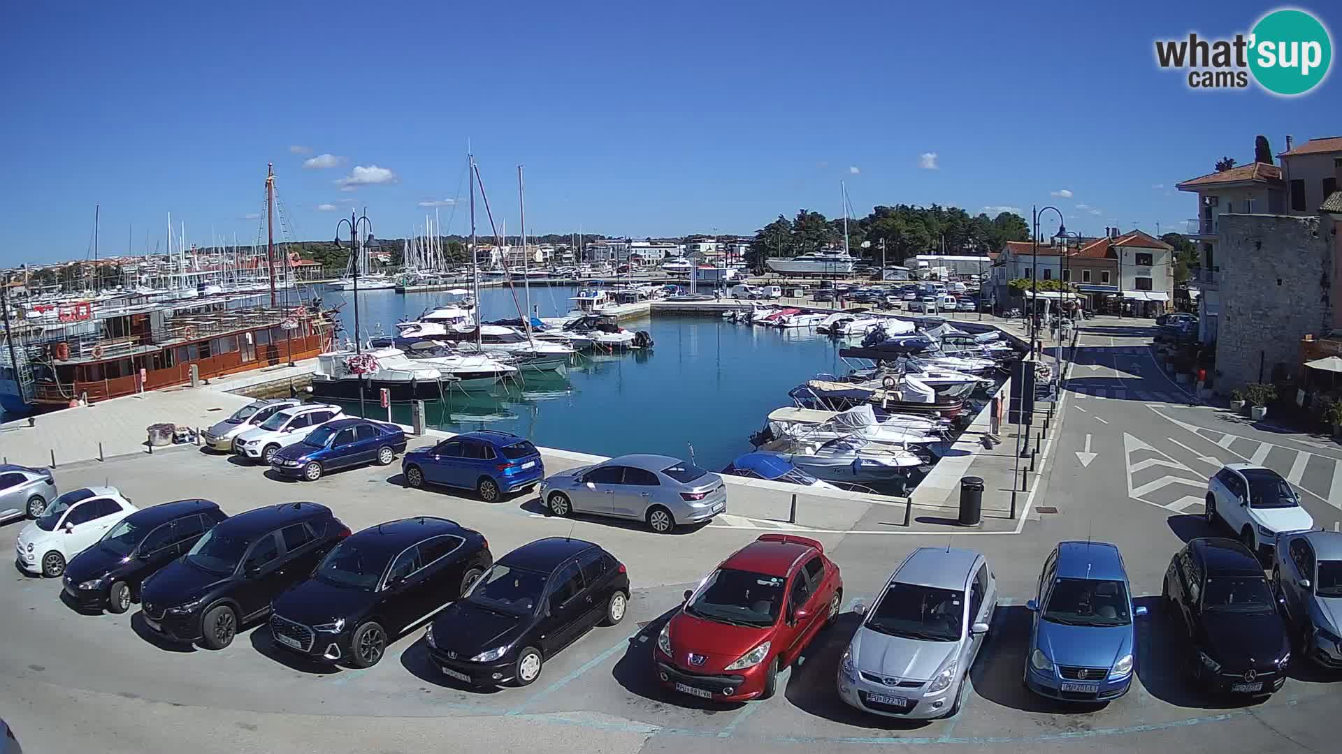 Novigrad | Porporela marina