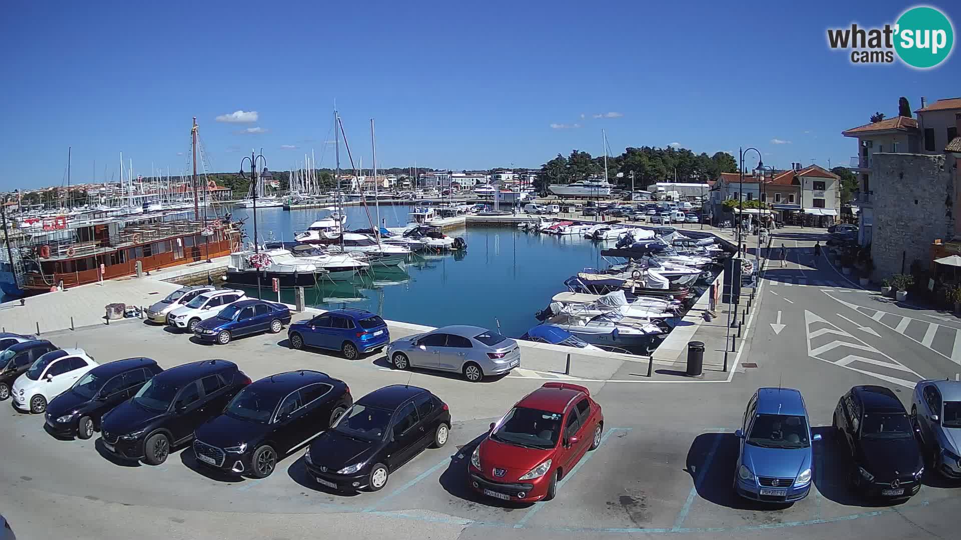 Novigrad | Porporela marina