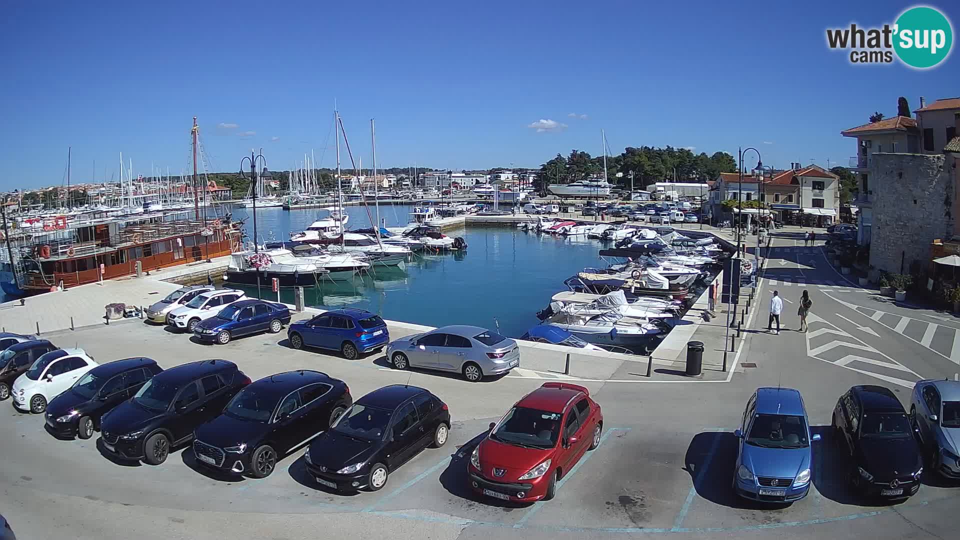 Novigrad | Porporela marina