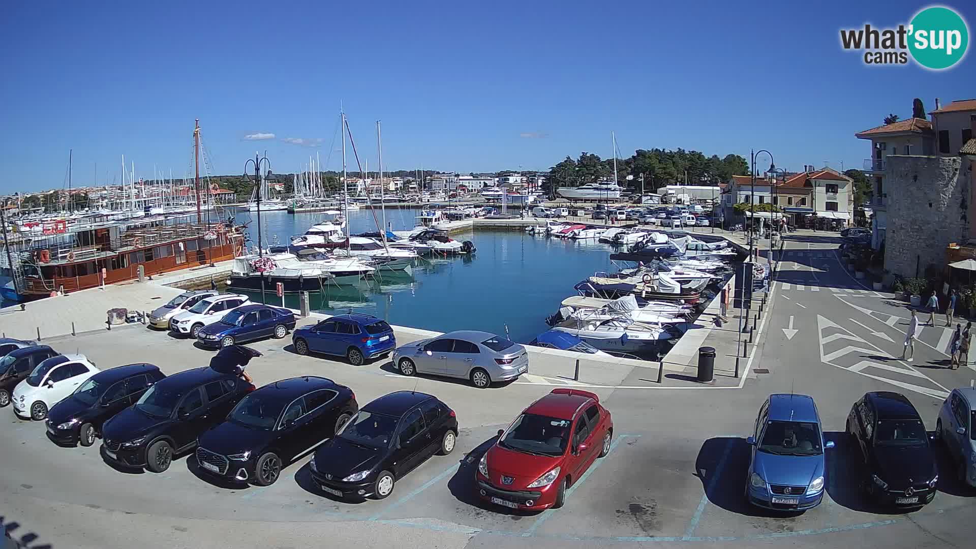 Novigrad | Porporela marina