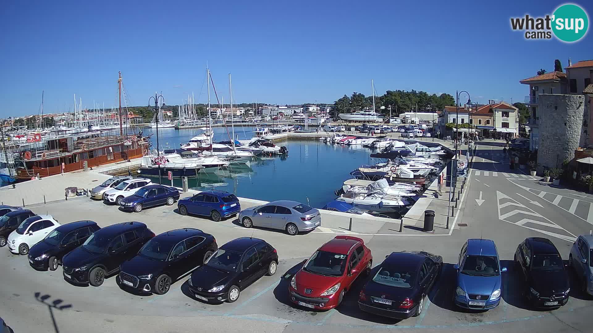 Novigrad | Porporela marina