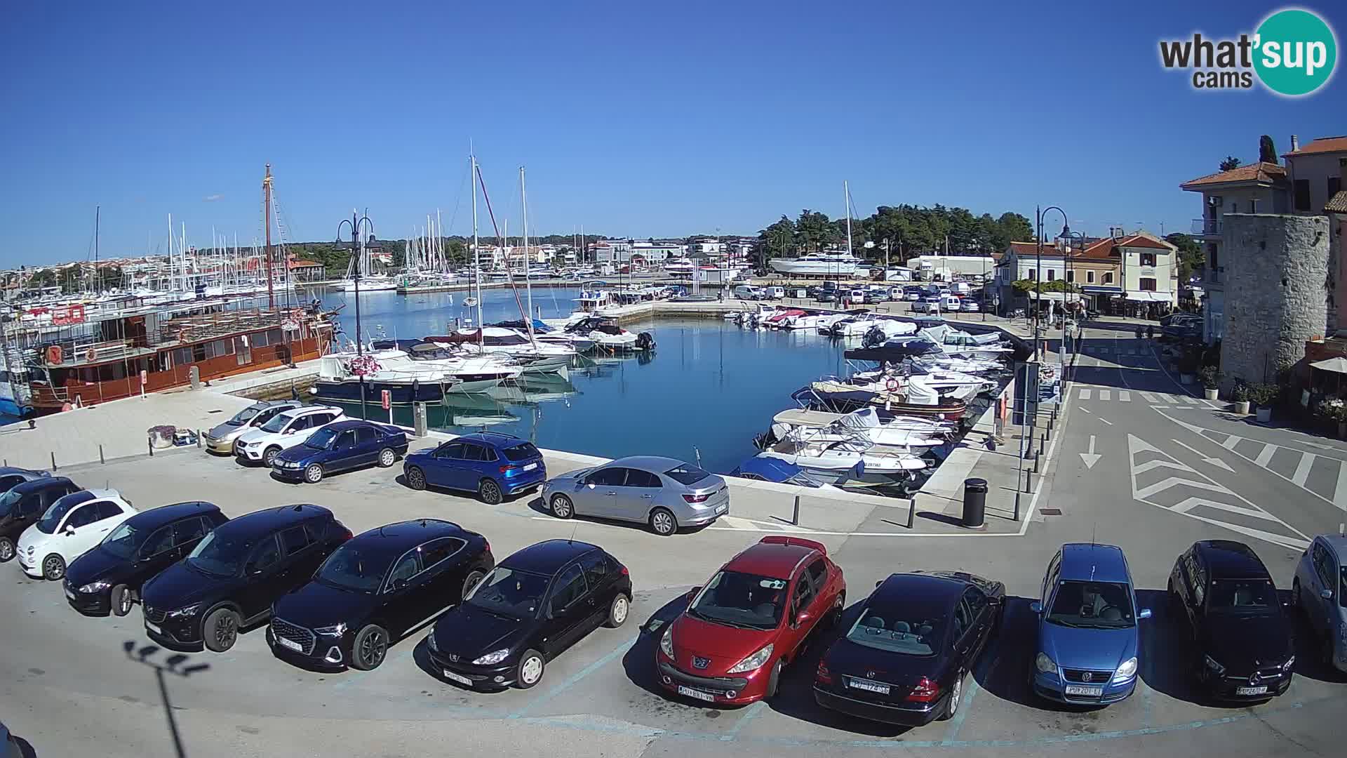 Novigrad | Porporela marina