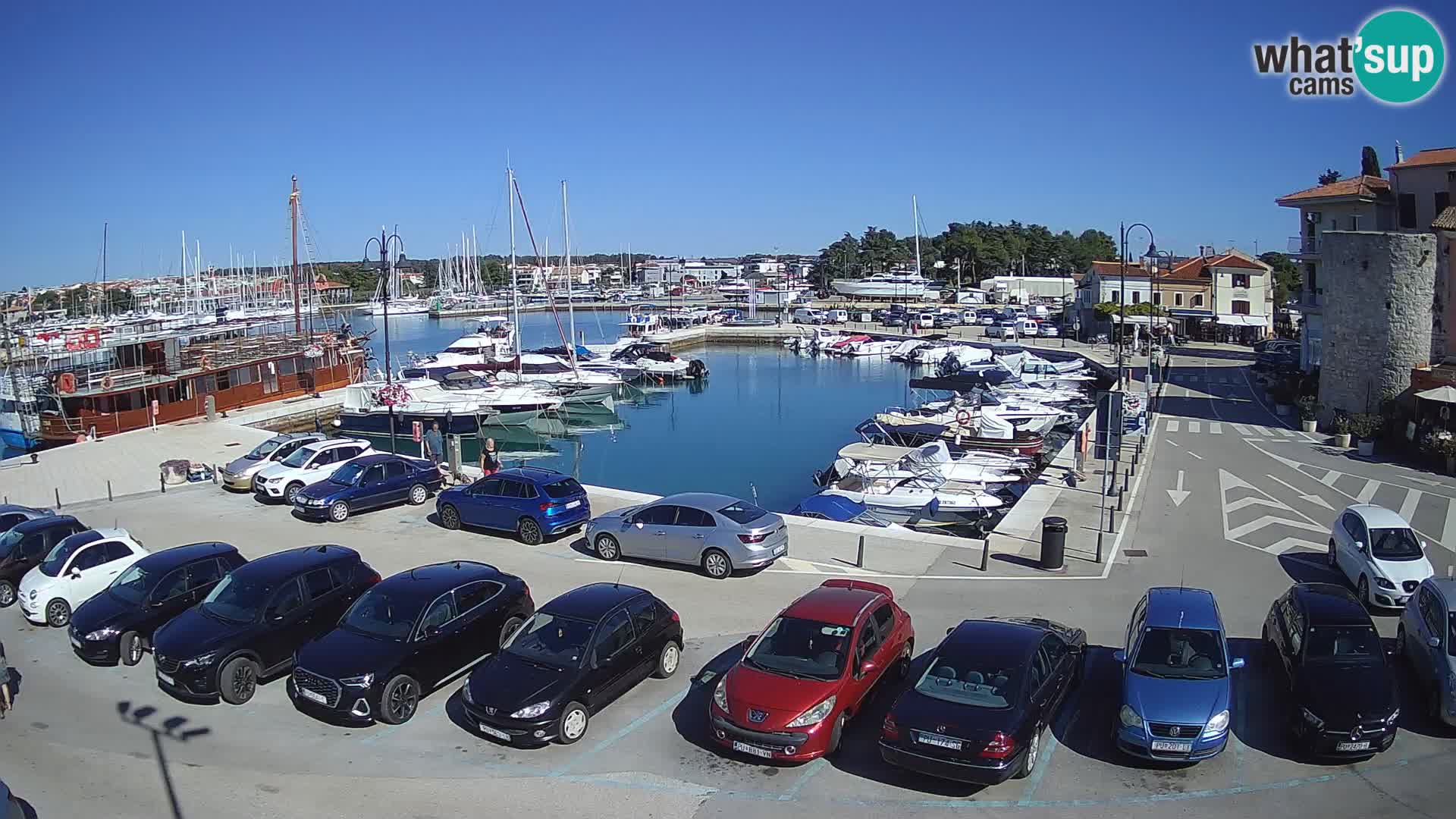 Novigrad | Porporela marina