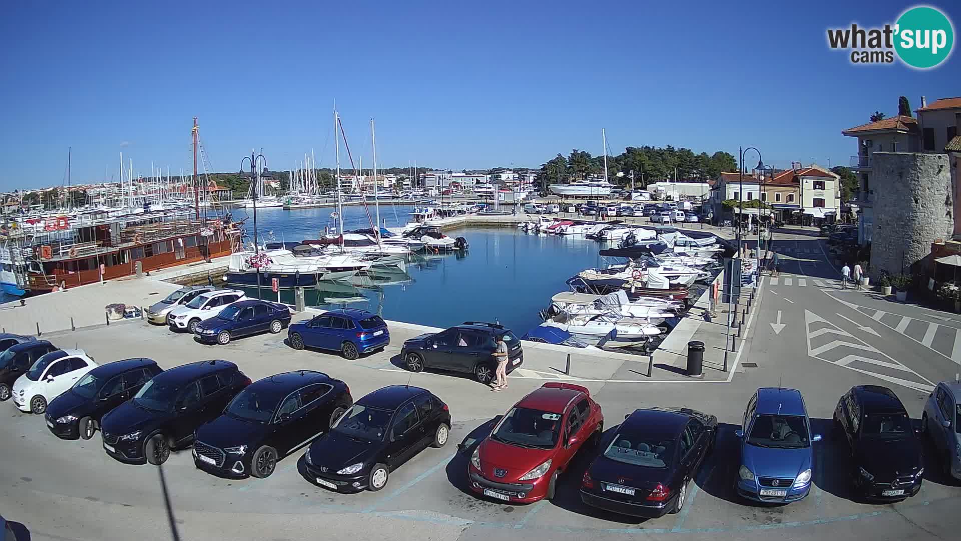 Novigrad | Porporela marina