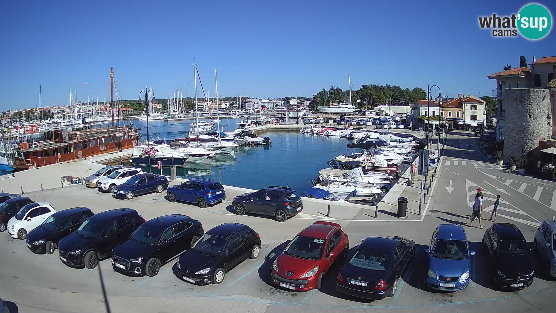 Novigrad | Porporela marina
