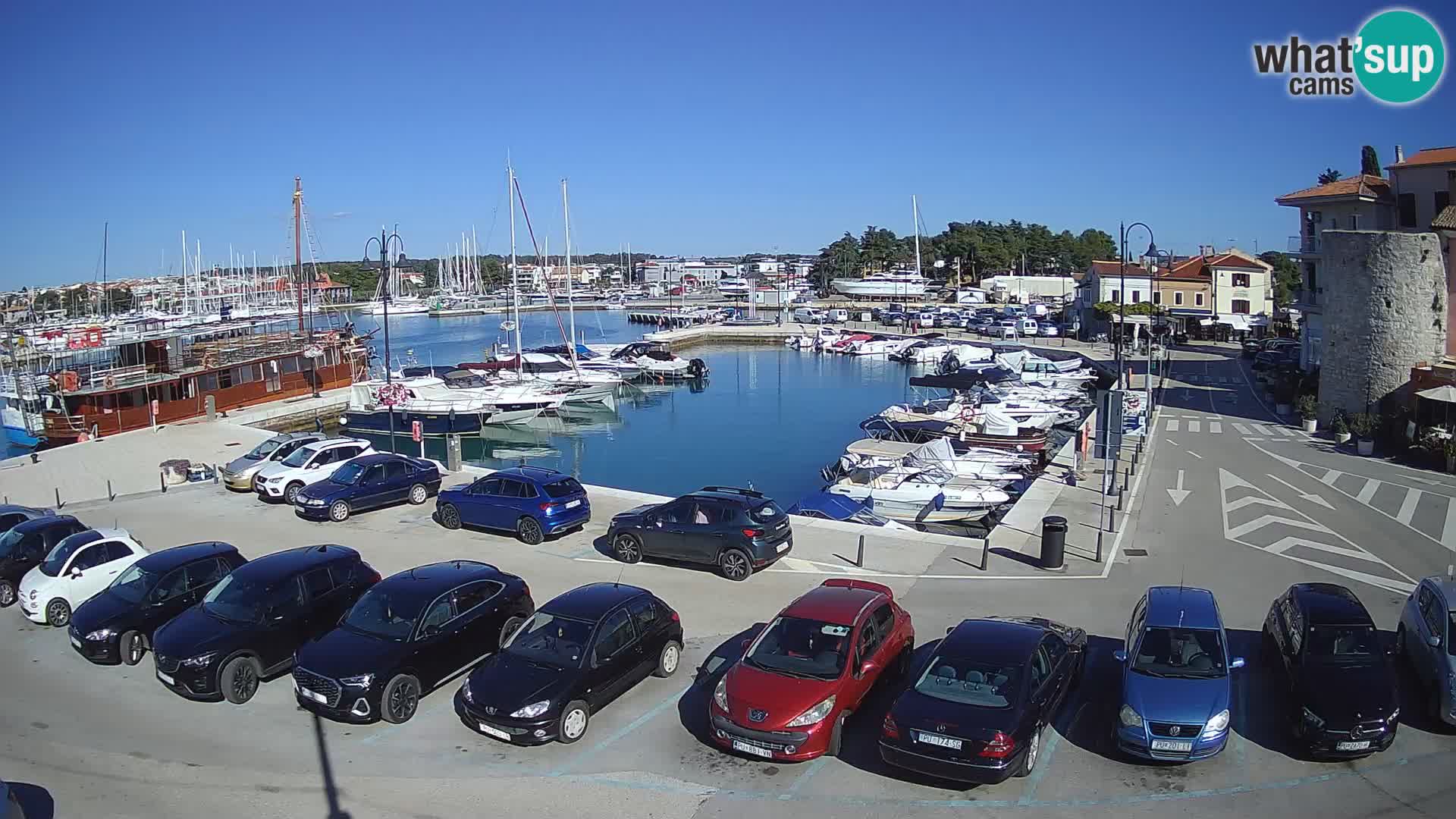 Novigrad | Porporela marina