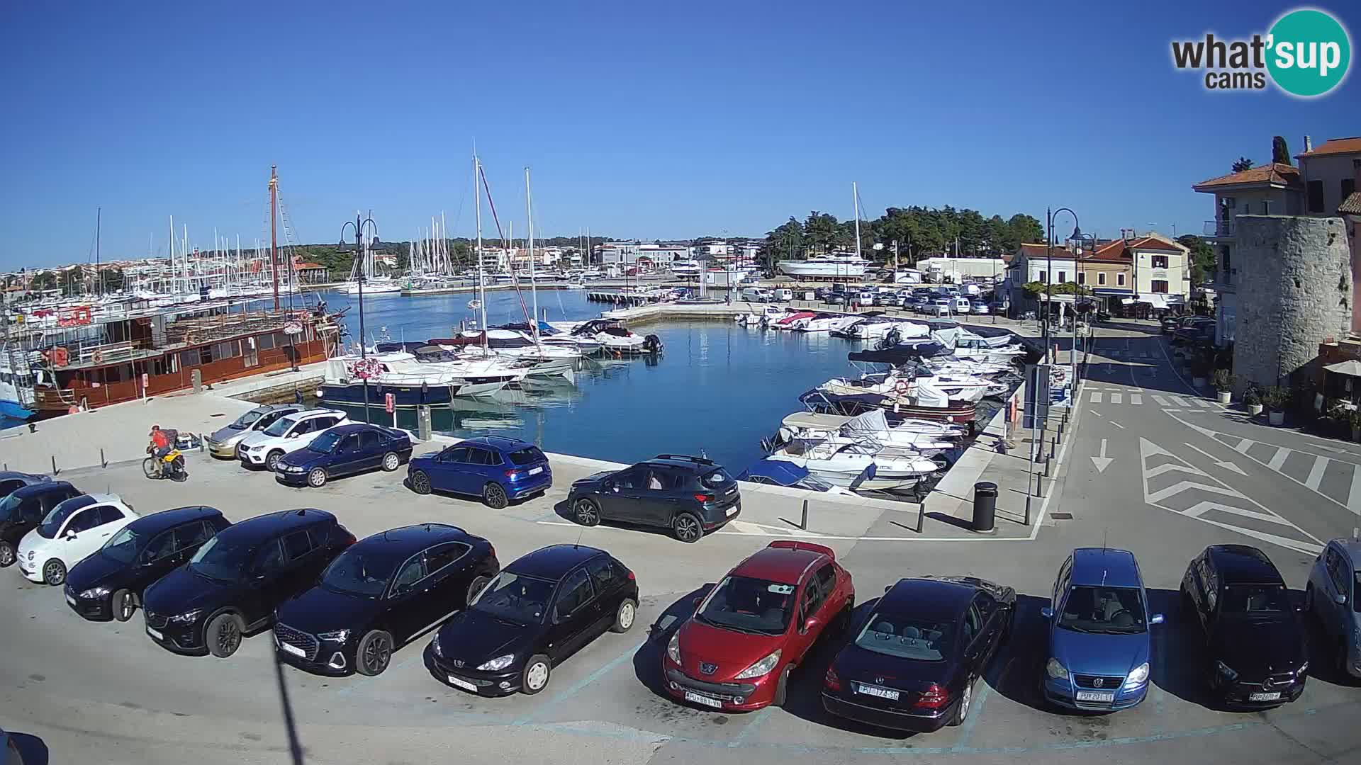 Novigrad | Porporela marina
