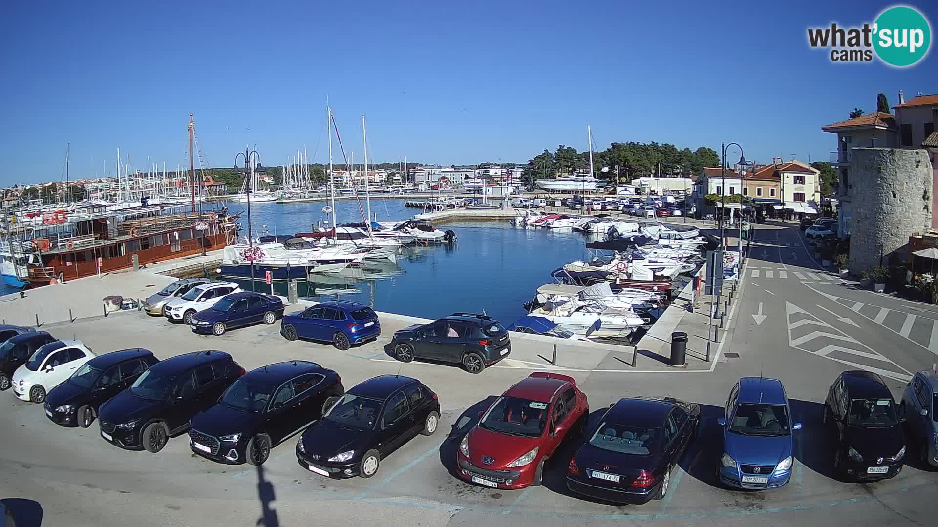 Novigrad | Porporela marina
